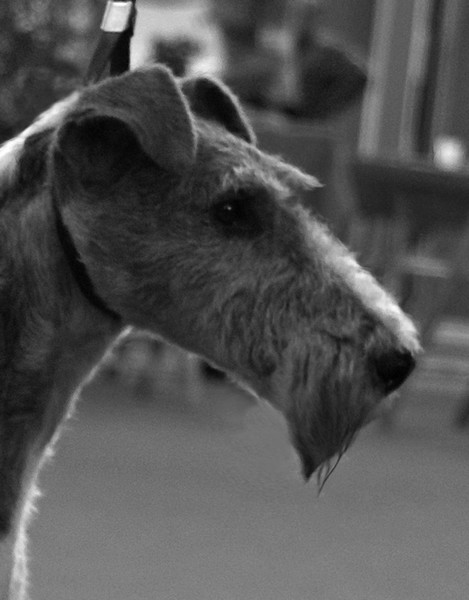 cacopoulos passionata main1