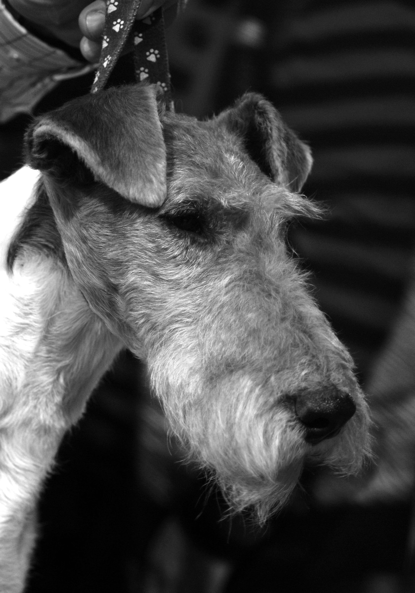 cacopoulos skywalker main1