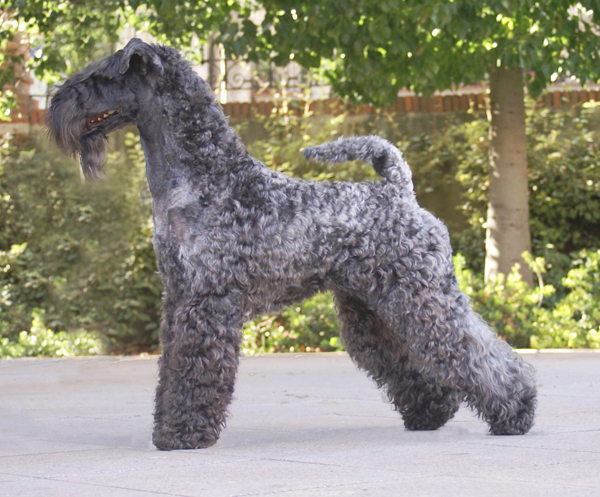 irisfingel aroma of erinn main2